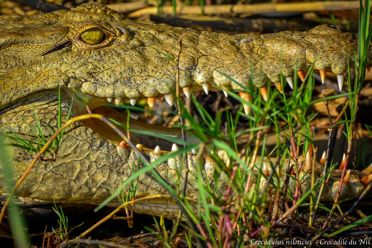 Crocodylus niloticus